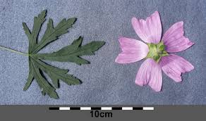 Image result for Malva alcea