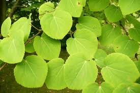 Attēlu rezultāti vaicājumam “Cercidiphyllum japonicum fruit”