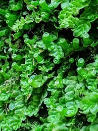 Attēlu rezultāti vaicājumam “Blepharostoma trichophyllum sporophyte”