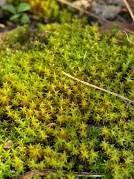 Attēlu rezultāti vaicājumam “Syntrichia virescens”