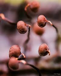 Attēlu rezultāti vaicājumam “Cribraria purpurea stalked”