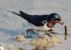 Attēlu rezultāti vaicājumam “Hirundo rustica juvenile”