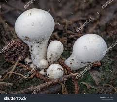 Attēlu rezultāti vaicājumam “Lycoperdon pyriforme”