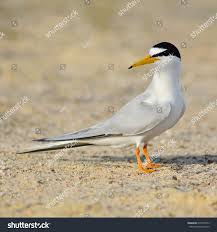 Attēlu rezultāti vaicājumam “Sternula albifrons”