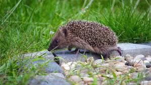 Image result for Igel