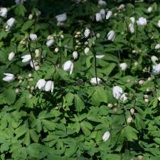 Attēlu rezultāti vaicājumam “Isopyrum thalictroides leaf”