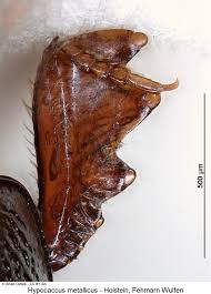 Attēlu rezultāti vaicājumam “Hypocaccus rugiceps”