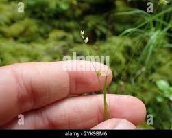 Attēlu rezultāti vaicājumam “Carex disperma”