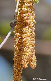 Attēlu rezultāti vaicājumam “Betula nana male flower”