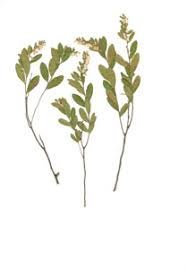 Attēlu rezultāti vaicājumam “Chamaedaphne calyculata”