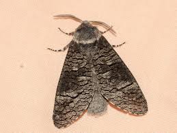 Attēlu rezultāti vaicājumam “Lamellocossus terebra”