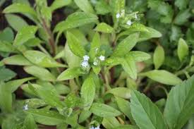 Attēlu rezultāti vaicājumam “Myosotis sparsiflora”