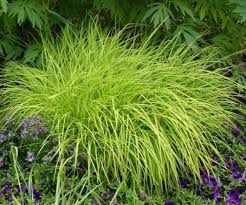 Attēlu rezultāti vaicājumam “Carex elata flower”