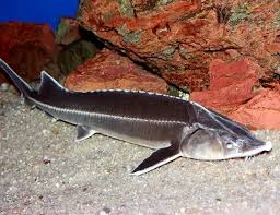 Image result for Acipenser medirostris