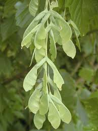 Attēlu rezultāti vaicājumam “Acer negundo fruit”