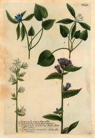 Attēlu rezultāti vaicājumam “Campanula cervicaria flower”