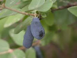 Attēlu rezultāti vaicājumam “Lonicera caerulea var. pallasii fruit”