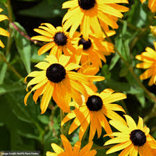 Image result for Rudbeckia fulgida