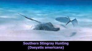 Image result for Hypanus americanus