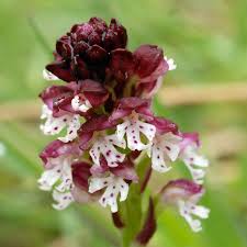 Attēlu rezultāti vaicājumam “Orchis ustulata”