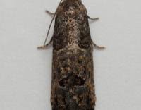 Attēlu rezultāti vaicājumam “Spilonota ocellana”