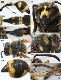 Attēlu rezultāti vaicājumam “Eumenes sp.”