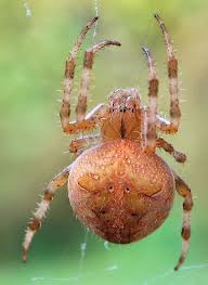 Attēlu rezultāti vaicājumam “Araneus diadematus female”