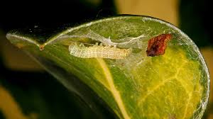 Attēlu rezultāti vaicājumam “Celastrina argiolus underside”