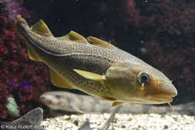 Image result for Gadus morhua