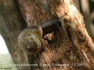 Attēlu rezultāti vaicājumam “Arianta arbustorum”