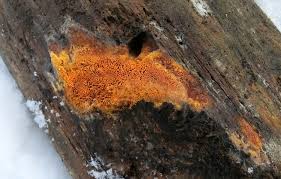 Attēlu rezultāti vaicājumam “Hapalopilus aurantiacus”