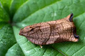 Attēlu rezultāti vaicājumam “Archips podana female”