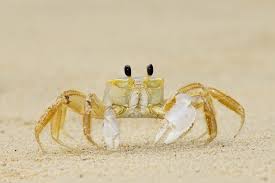 Attēlu rezultāti vaicājumam “Crustacea”