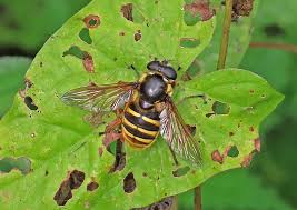 Attēlu rezultāti vaicājumam “Sericomyia silentis”