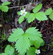 Image result for Fragaria vesca