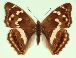 Attēlu rezultāti vaicājumam “Apatura iris”