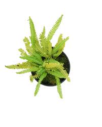 Attēlu rezultāti vaicājumam “Blechnum spicant”