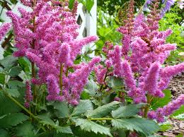 Attēlu rezultāti vaicājumam “Astilbe chinensis leaf”