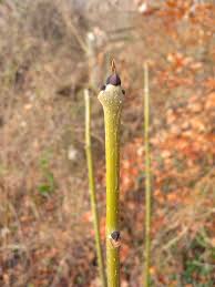 Attēlu rezultāti vaicājumam “Fraxinus excelsior bud”