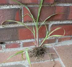Attēlu rezultāti vaicājumam “Echinochloa crus-galli leaf”