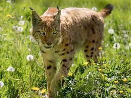 Attēlu rezultāti vaicājumam “Lynx lynx”