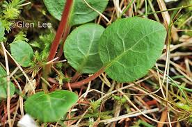 Attēlu rezultāti vaicājumam “Pyrola chlorantha leaf”