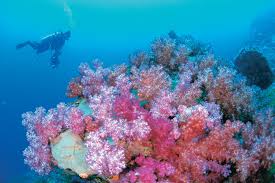 Image result for Great Western Divers