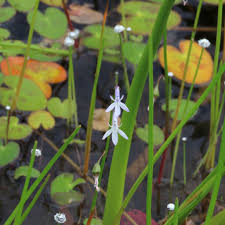 Attēlu rezultāti vaicājumam “Lobelia dortmanna flower”