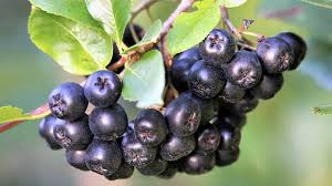 Attēlu rezultāti vaicājumam “Aronia melanocarpa fruit”