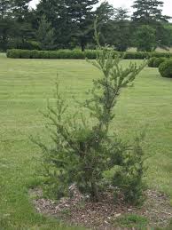 Attēlu rezultāti vaicājumam “Pinus banksiana”