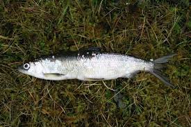 Image result for Coregonus albula