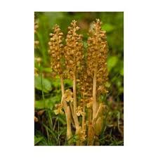 Attēlu rezultāti vaicājumam “Neottia nidus-avis fruit”