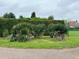 Image result for Biggleswade Town Cricket Club