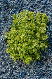 Attēlu rezultāti vaicājumam “Honckenya peploides”